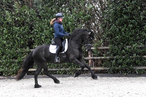 4-jarige, talentvolle Friese merrie, Dieren en Toebehoren, Paarden, Merrie, L, 160 tot 165 cm, 3 tot 6 jaar, Dressuurpaard, Met stamboom