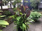 Canna,s volle bak €45, Ophalen of Verzenden, Zomer, Overige soorten, Volle zon