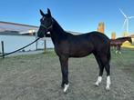 Knappe KWPN Jaarling ruin, Dieren en Toebehoren, Paarden, Gechipt, Ruin, Dressuurpaard, 0 tot 2 jaar