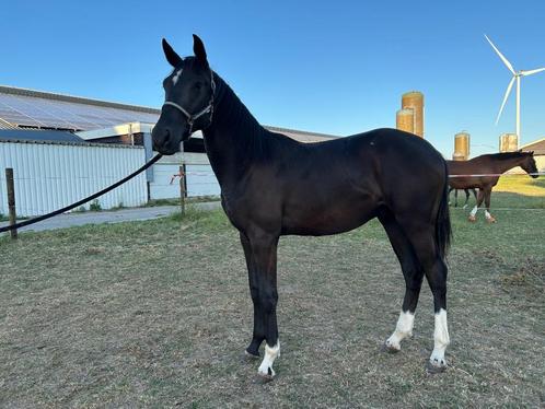 Knappe KWPN Jaarling ruin, Dieren en Toebehoren, Paarden, Ruin, Onbeleerd, 0 tot 2 jaar, Dressuurpaard, Met stamboom, Gechipt