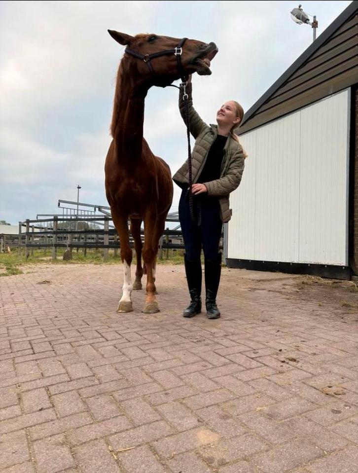 Verzorgpony/paard gezocht/ verzorger aangeboden, Dieren en Toebehoren, Paarden en Pony's | Verzorgingsproducten, Zo goed als nieuw