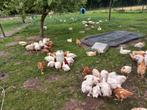 Scharrel gras vleeskippen, biologisch, Dieren en Toebehoren, Pluimvee, Vrouwelijk, Kip