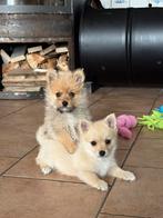 Pomeranian x Jack Russel Kruising, Dieren en Toebehoren, Keeshond, CDV (hondenziekte), 8 tot 15 weken, Meerdere