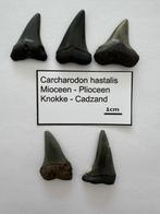 Set Carcharodon hastalis (8), Verzamelen, Mineralen en Fossielen, Ophalen of Verzenden, Fossiel