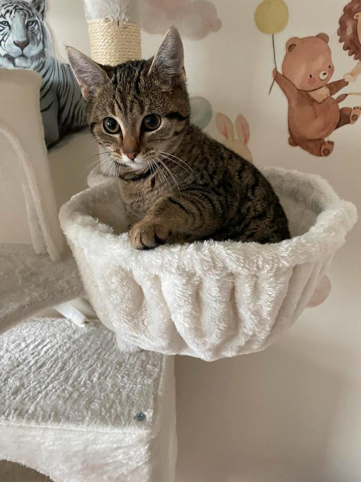 Cyper mooie lieve kitten europees korthaar, Dieren en Toebehoren, Katten en Kittens | Overige Katten, Poes