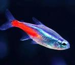 Neon tetra’s gezocht!, Dieren en Toebehoren, Vissen | Aquariumvissen, Vis