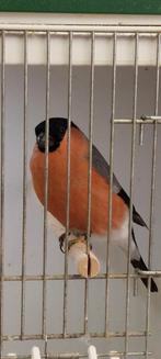 Goudvink man, Dieren en Toebehoren, Mannelijk, Bastaard