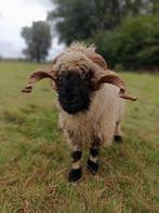 Walliser Schwarznase dekram, Dieren en Toebehoren, Schapen, Geiten en Varkens, Mannelijk, Schaap