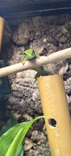 Phelsuma grandis Madagascar reuzendaggekko 0.0.2 NK €30,- p