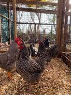 Amrock kippen groot | Rustige kip | Deskundig advies!, Kip, Meerdere dieren