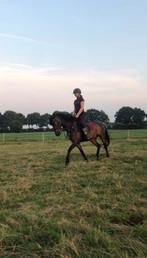 Lease paard/pony gezocht, Ophalen of Verzenden, Zo goed als nieuw