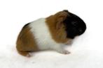 Geweldige Gladhaar Beer, Dieren en Toebehoren, Cavia, Mannelijk, Juli, Tam