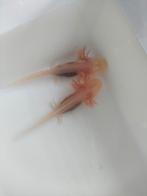 Axolotl baby's albinos, Dieren en Toebehoren, Amfibie