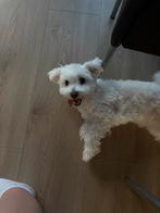 Nieuw thuis gezocht voor scooby, Dieren en Toebehoren, Maltezer, Rabiës (hondsdolheid), 15 weken tot 1 jaar, Reu