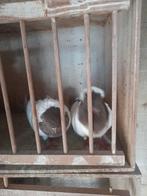 Te koop 2 nonduifduivinnen, Dieren en Toebehoren, Vogels | Duiven, Vrouwelijk, Tuimelaar of Roller