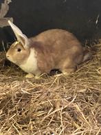 Twee mooie konijnen rammen te koop, Dieren en Toebehoren, Mannelijk, Groot, Hangoor