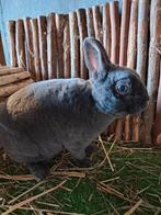 Rex dwerg voedster, Dieren en Toebehoren, Konijnen, Vrouwelijk, Dwerg, 0 tot 2 jaar