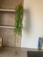 Hangplant, Ophalen, Gebruikt