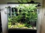 Compleet Aquascape Aquarium 70L, Dieren en Toebehoren, Vissen | Aquaria en Toebehoren, Ophalen, Gebruikt, Gevuld zoetwateraquarium