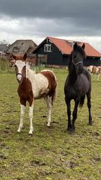 Vos bonte merrie. 6 maand oud. E pony x homozygoot paard., Gechipt, E pony (1.48m - 1.57m), Merrie, 0 tot 2 jaar