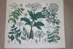 Antieke botanische kleurenlitho - Oa Berenklauw - 1862 !!, Ophalen of Verzenden