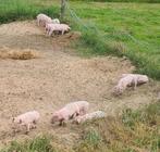Biggen Nederlands Landvarken, Dieren en Toebehoren, Meerdere dieren, Varken, 0 tot 2 jaar