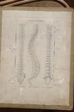 Vintage anatomie prent ruggengraad Paul Richer (1849-1933), Antiek en Kunst, Ophalen of Verzenden, Natuur en Biologie