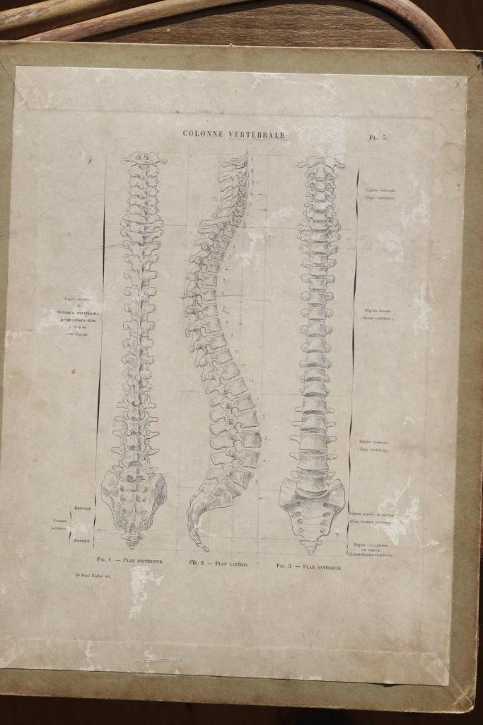 Vintage anatomie prent ruggengraad Paul Richer (1849-1933), Antiek en Kunst, Antiek | Schoolplaten, Natuur en Biologie, Ophalen of Verzenden