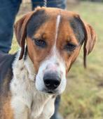 Knappe Sansa zoekt een leuk baasje, Dieren en Toebehoren, Honden | Niet-rashonden, Particulier, Rabiës (hondsdolheid), Teef, Middel