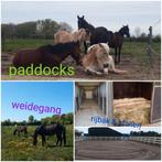 Pensionstalling:  24/7 buiten OF binnenbox+weide/paddock, Stalling