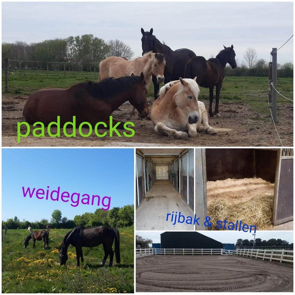 Pensionstalling:  24/7 buiten OF binnenbox+weide/paddock, Dieren en Toebehoren, Stalling en Weidegang, Stalling