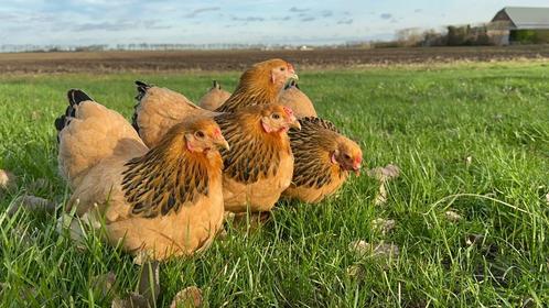 Prachtige jonge tamme brahma krielkippen div kleuren gesekst, Dieren en Toebehoren, Pluimvee, Kip, Vrouwelijk