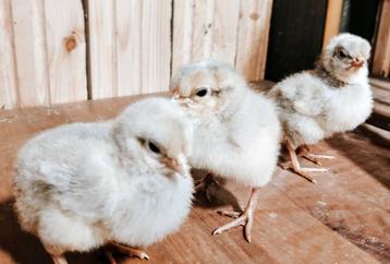 🐣 Opal Legbar hennen en hanen 🐣 beschikbaar voor biedingen