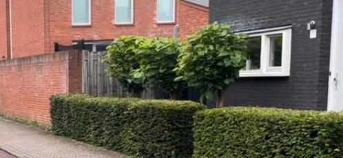 Bolcatalpa - trompetboom, Tuin en Terras, Planten | Bomen, Bolboom, 100 tot 250 cm, Volle zon, Zomer, Ophalen