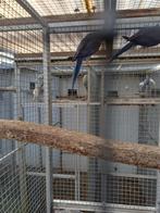 Halsbandparkieten violet, Dieren en Toebehoren, Vogels | Parkieten en Papegaaien, Mannelijk, Parkiet