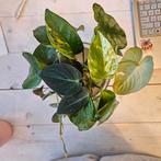 Stekken mix: geworteld en ongeworteld, Huis en Inrichting, Overige soorten, In pot, Minder dan 100 cm, Groene kamerplant