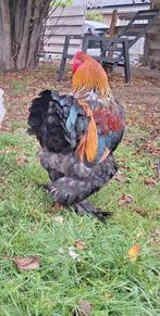 Brutus de brahma haan en zijn lief, Meerdere dieren, Kip