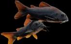 Aanbieding!!! Corydoras Venezuele black!!!, Dieren en Toebehoren, Vis, Zoetwatervis