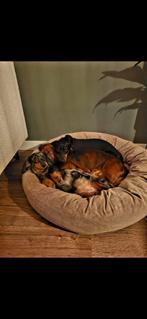 Liefdevol mandje gezocht voor onze 3 lieve meisjes, Dieren en Toebehoren, Honden | Teckels en Dashonden, Teef, Meerdere, 3 tot 5 jaar