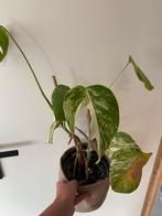 Monstera variegata, Ophalen, Halfschaduw, Minder dan 100 cm