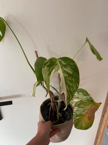 Monstera variegata beschikbaar voor biedingen