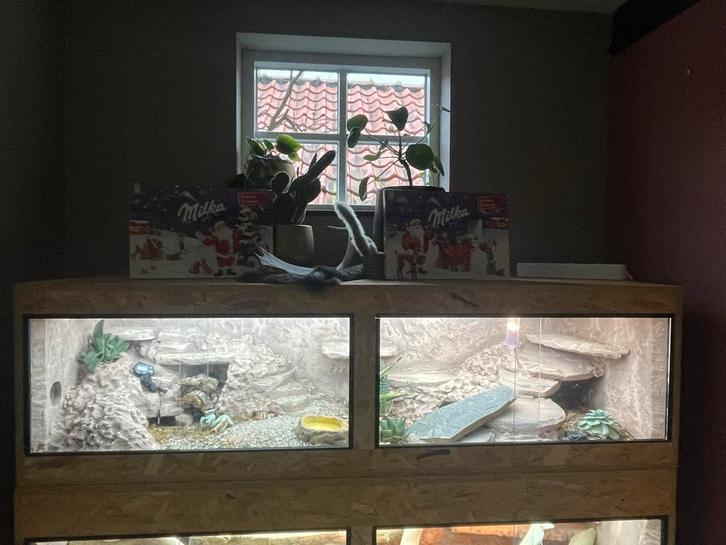 Groot bioactief gekko terrarium compleet ingerichte, Dieren en Toebehoren, Reptielen en Amfibieën | Toebehoren, Zo goed als nieuw