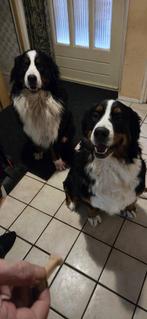 Berner Sennen pups, Dieren en Toebehoren, Overige rassen, 8 tot 15 weken, Meerdere, Meerdere dieren