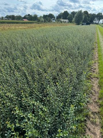 Osmanthus burkwoodii. Schijhulst. Zware kwaliteit beschikbaar voor biedingen