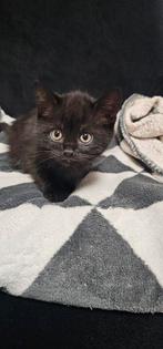 British kort haar kitten, Poes