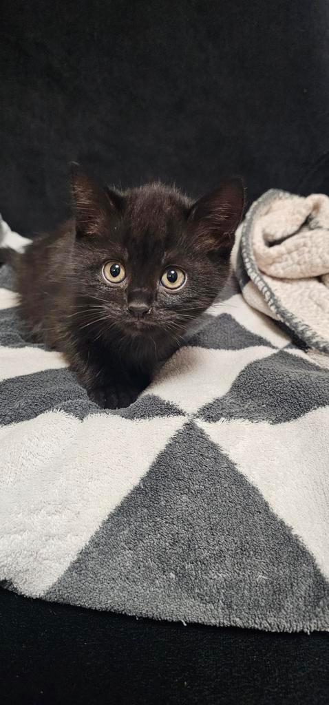 British kort haar kitten, Dieren en Toebehoren, Katten en Kittens | Raskatten | Korthaar, Poes