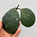 Geworteld Hoya Obovata Stekje [2], Ophalen of Verzenden