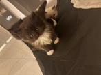 ragdoll kittens, Meerdere dieren, Ontwormd, 0 tot 2 jaar
