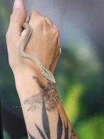 Rhino ratsnake	Gonyosoma boulengeri blue line, Slang, 0 tot 2 jaar