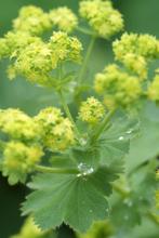 Vrouwenmantel
(Alchemilla mollis), stekje, Vaste plant, Halfschaduw, Zomer, Ophalen